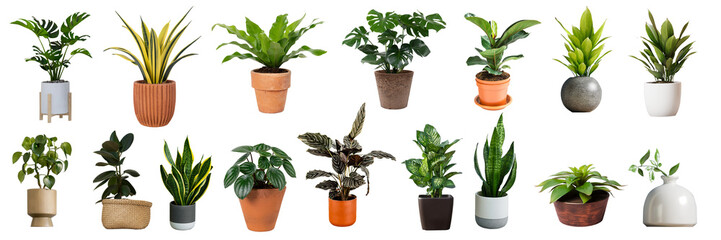 Group of various indoor plants in pots on a white background 