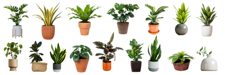 Group of various indoor plants in pots on a white background

