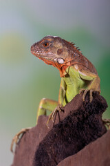 Iguana is a genus of herbivorous lizards that are native to tropical areas of Mexico, Central America, South America, and the Caribbean
