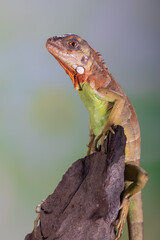 Iguana is a genus of herbivorous lizards that are native to tropical areas of Mexico, Central America, South America, and the Caribbean