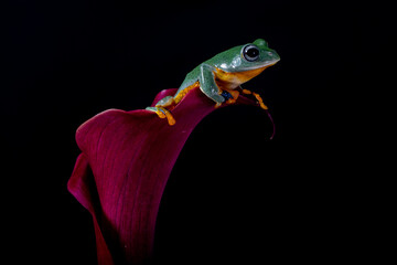 Rhacophorus reinwardtii is a species of frog in the family Rhacophoridae. It is variously known...