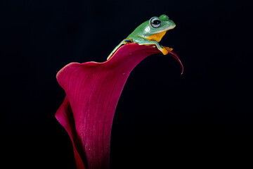 Rhacophorus reinwardtii is a species of frog in the family Rhacophoridae. It is variously known...