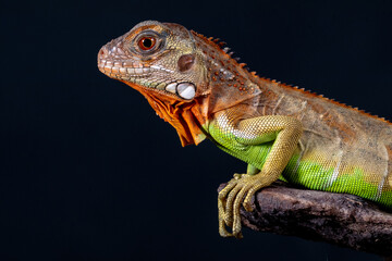 Iguana is a genus of herbivorous lizards that are native to tropical areas of Mexico, Central...