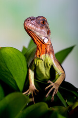 Iguana is a genus of herbivorous lizards that are native to tropical areas of Mexico, Central America, South America, and the Caribbean
