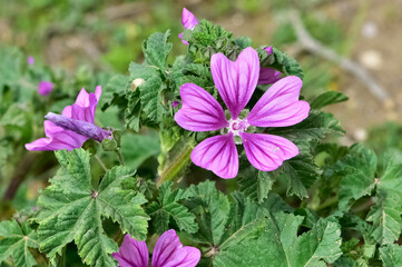 peaceful flowers and natural environment in nature