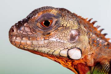 Iguana is a genus of herbivorous lizards that are native to tropical areas of Mexico, Central America, South America, and the Caribbean