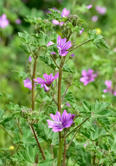 peaceful flowers and natural environment in nature