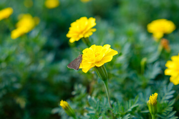 黄色いマリーゴールドと舞う蝶