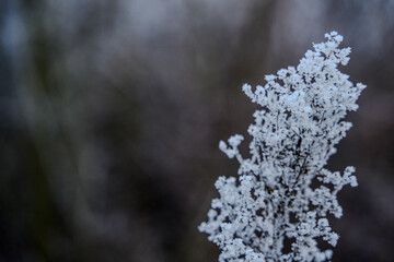 Ein frostiger Tag auf dem Bogenberg