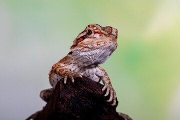 The central bearded dragon is the common name for Pogona vitticeps, which lives in dry areas of Australia The name 