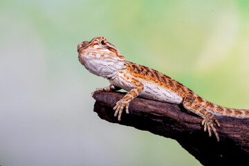 The central bearded dragon is the common name for Pogona vitticeps, which lives in dry areas of Australia The name 