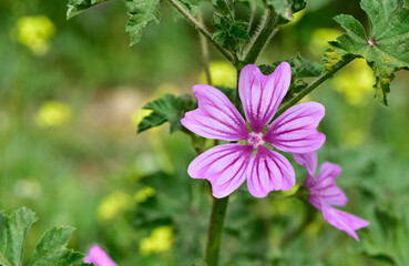 Fototapeta premium peaceful flowers and natural environment in nature