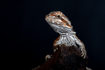 The central bearded dragon is the common name for Pogona vitticeps, which lives in dry areas of Australia The name 