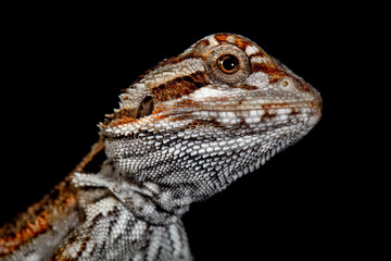 The central bearded dragon is the common name for Pogona vitticeps, which lives in dry areas of Australia The name 