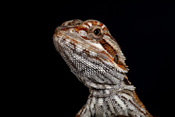 The central bearded dragon is the common name for Pogona vitticeps, which lives in dry areas of Australia The name 