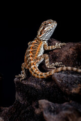 The central bearded dragon is the common name for Pogona vitticeps, which lives in dry areas of Australia The name 