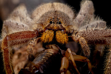 Tarantulas are a group of 