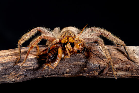 Tarantulas are a group of "hairy" and often very large spiders belonging to the family Theraphosidae