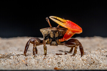 commando crab on the sand