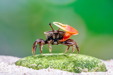 commando crab on the sand