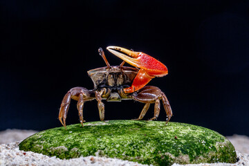 commando crab on the sand