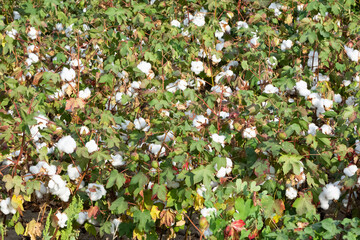 Photos of agricultural products. overripe cotton plant.