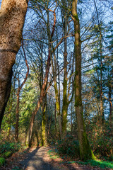 Bare December Trees 6