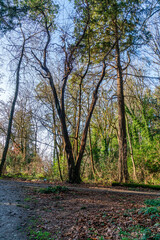 Bare December Trees 3