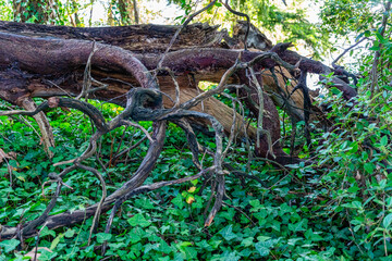Deadwood Tree Abstract