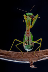 green praying mantis on black background