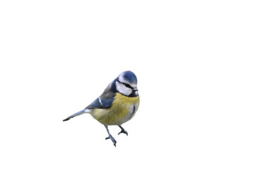Blue tit bird in png