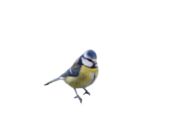 Blue tit bird in png