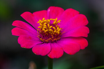 Obraz premium close up of a pink flowers