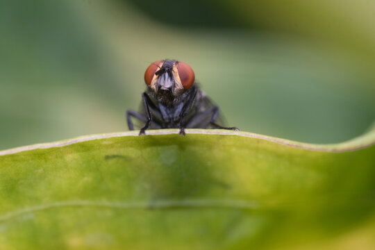 The Calliphoridae (commonly known as blowflies, blow flies, blow-flies, carrion flies, bluebottles, or greenbottles)