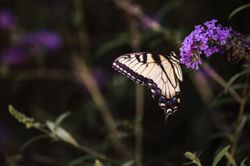 Eastern Tiger Swallowtail Butterfly on Purple Flowers