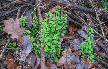 Wild plant Cleavers also known as Galium aparine surrounded by oak leaves and brambles