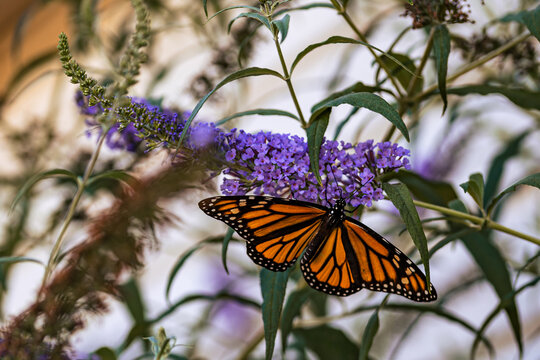 Monarch Butterfly Feeding on Purple Flower