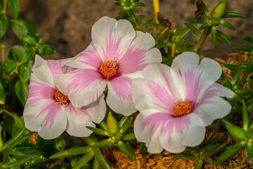 pink and white cosmos flowers