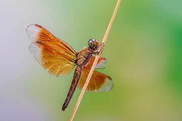 A dragonfly is a flying insect belonging to the infraorder Anisoptera below the order Odonata
