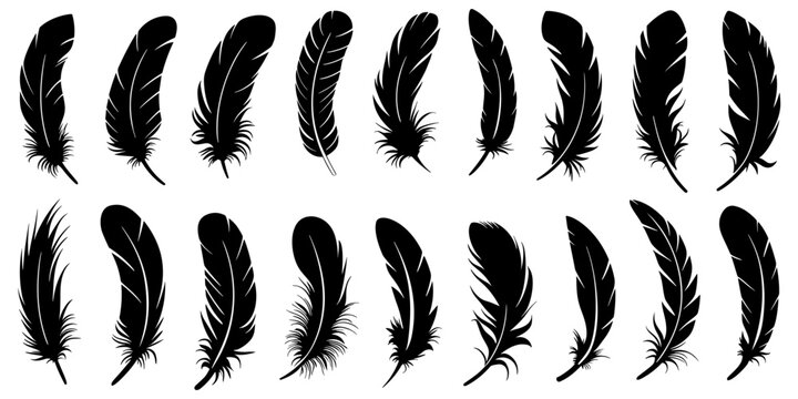 Collection of elegant black feather silhouettes, vector design elements