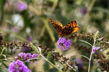 Painted Lady Butterfly on a Purple Flower