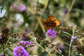 Painted Lady Butterfly on a Purple Flower