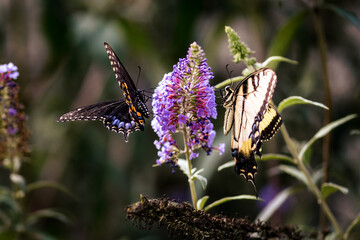 Two Swallowtail Butterflies Feeding on a Purple Flower