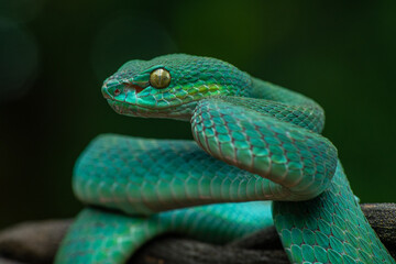 Trimeresurus insularis or Indonesian pit viper, Lesser Sunda Islands pit viper, Sunda white-lipped pit viper, red-tailed pit viper is a venomous pit viper species found in eastern Java and the Lesser 