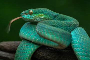 Trimeresurus insularis or Indonesian pit viper, Lesser Sunda Islands pit viper, Sunda white-lipped pit viper, red-tailed pit viper is a venomous pit viper species found in eastern Java and the Lesser 
