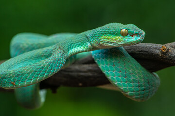 Trimeresurus insularis or Indonesian pit viper, Lesser Sunda Islands pit viper, Sunda white-lipped pit viper, red-tailed pit viper is a venomous pit viper species found in eastern Java and the Lesser 