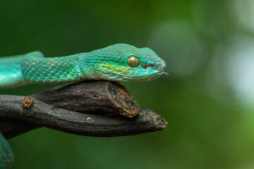 Trimeresurus insularis or Indonesian pit viper, Lesser Sunda Islands pit viper, Sunda white-lipped pit viper, red-tailed pit viper is a venomous pit viper species found in eastern Java and the Lesser 