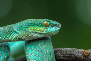 Trimeresurus insularis or Indonesian pit viper, Lesser Sunda Islands pit viper, Sunda white-lipped pit viper, red-tailed pit viper is a venomous pit viper species found in eastern Java and the Lesser 