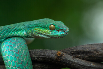 Trimeresurus insularis or Indonesian pit viper, Lesser Sunda Islands pit viper, Sunda white-lipped pit viper, red-tailed pit viper is a venomous pit viper species found in eastern Java and the Lesser 