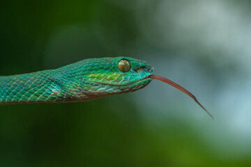 Trimeresurus insularis or Indonesian pit viper, Lesser Sunda Islands pit viper, Sunda white-lipped pit viper, red-tailed pit viper is a venomous pit viper species found in eastern Java and the Lesser 